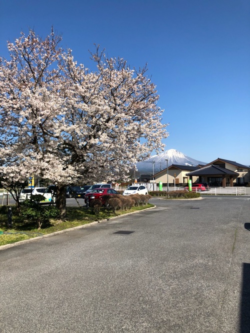 桜の花４