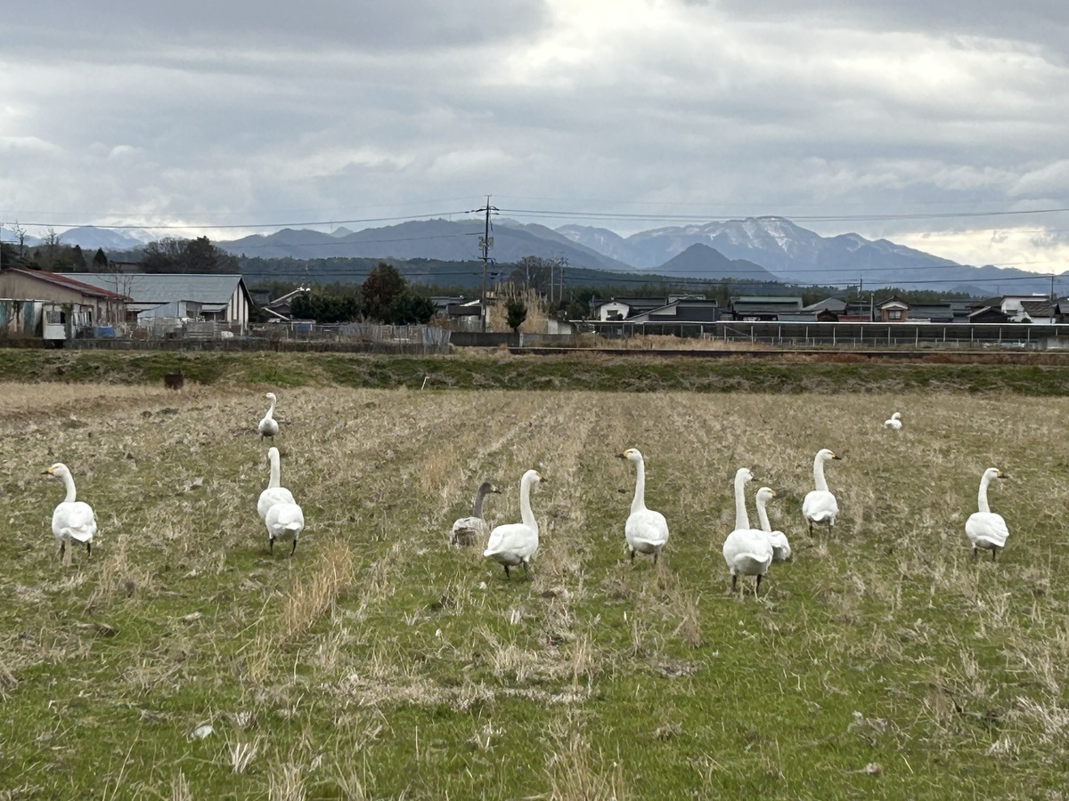 image1 (002)