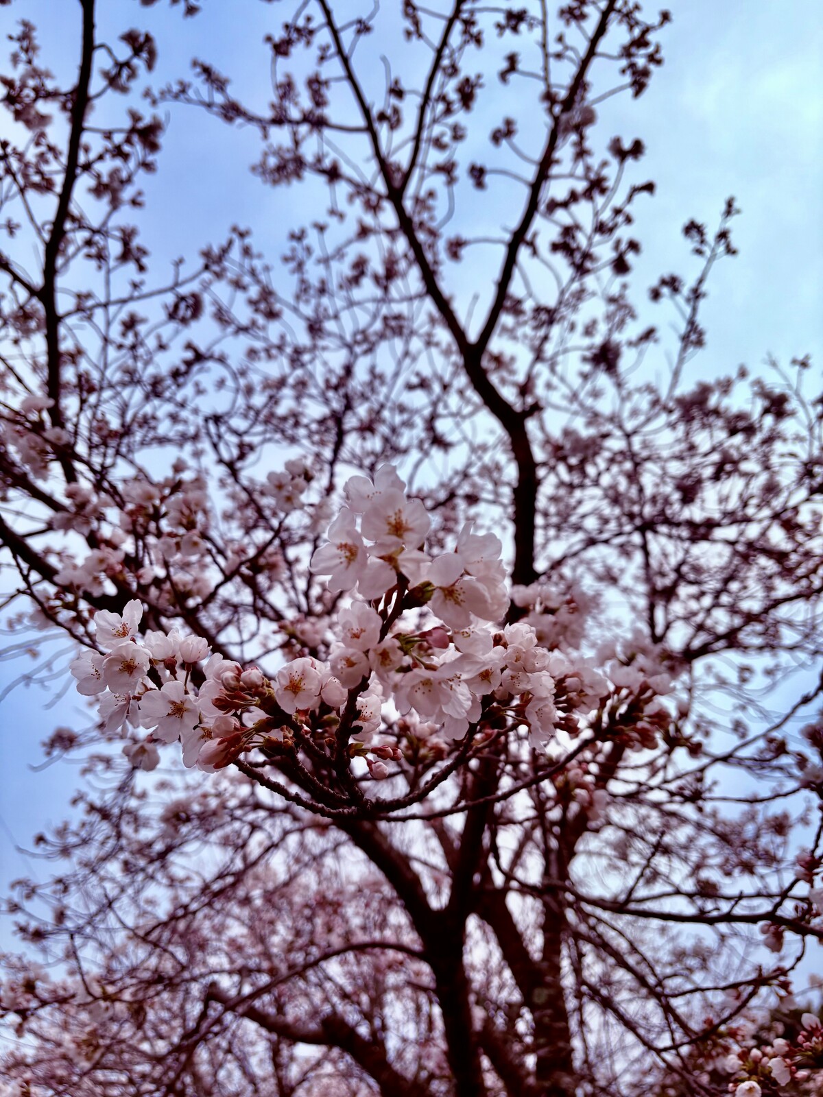 さくら写真➁
