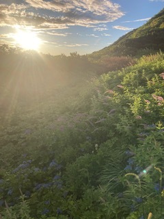 花畑