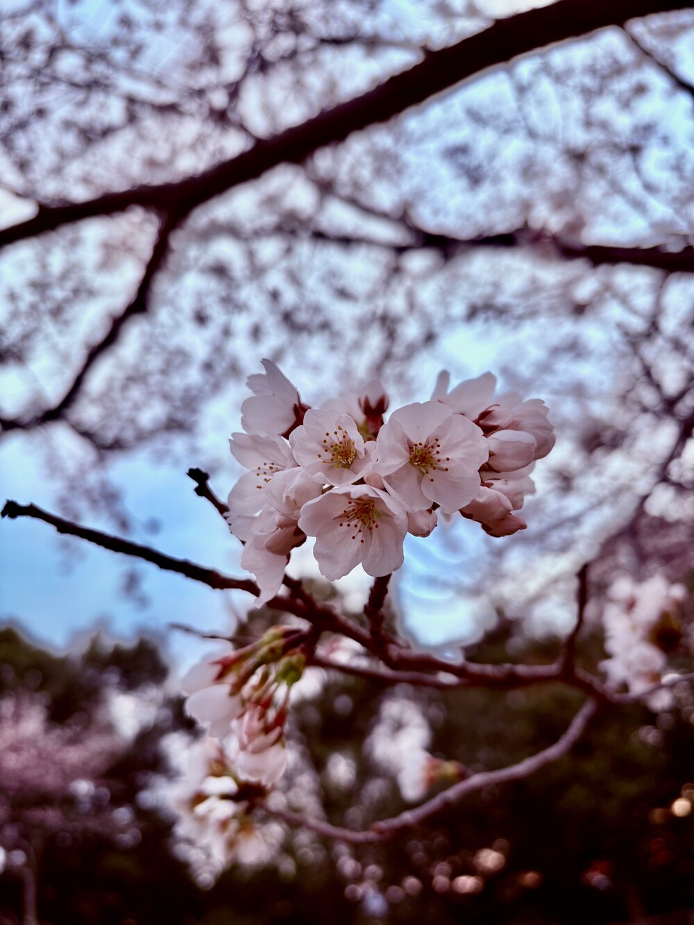 さくら写真